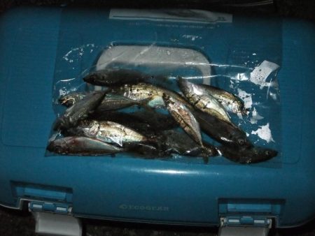 アジング好調、ついでにサバゲーも?