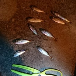 大雨後のアジング