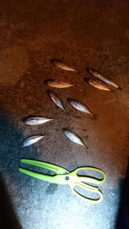 大雨後のアジング