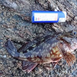 ガシラ祭り～。