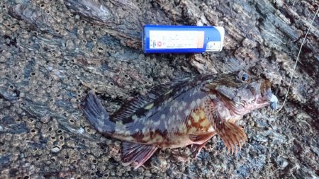 ガシラ祭り～。