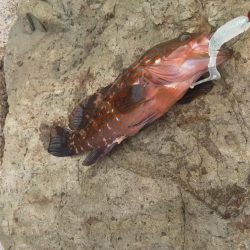 キジハタカサゴ連発