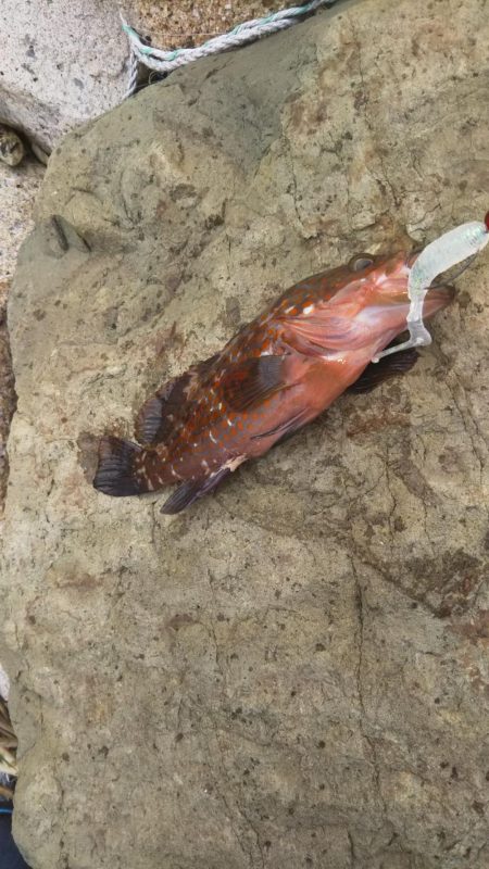 キジハタカサゴ連発