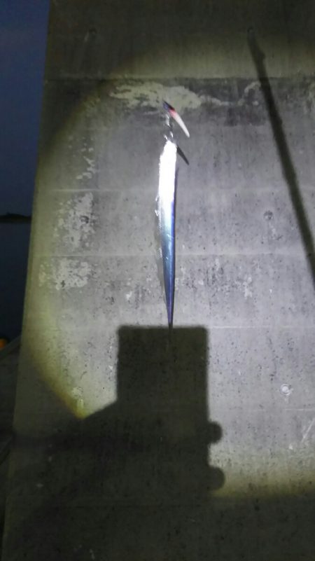 【新門司】タチウオ調査