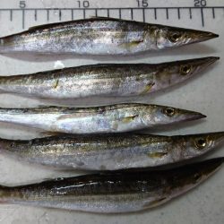 ジグサビキでカマス