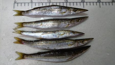 ジグサビキでカマス