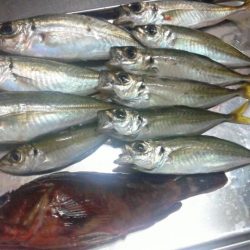 アジとカサゴがつれました。