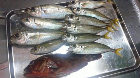 アジとカサゴがつれました。