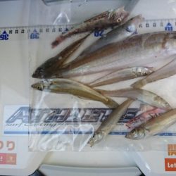 リベンジ夏キス釣行