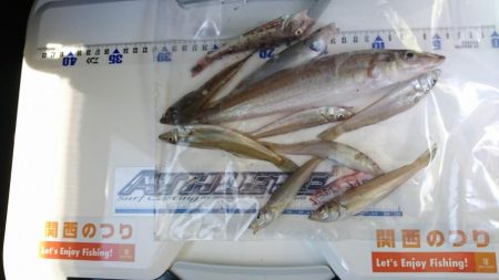 リベンジ夏キス釣行