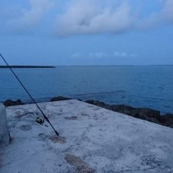 ロウニンアジ、自作のポッパーで釣れました。