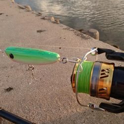 自作ポッパーでニセクロホシフエダイ