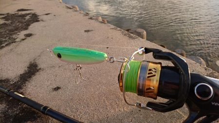 自作ポッパーでニセクロホシフエダイ