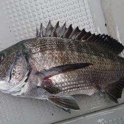 遊漁船110番 釣果