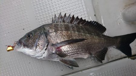 遊漁船110番 釣果