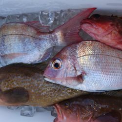 遊漁船110番 釣果