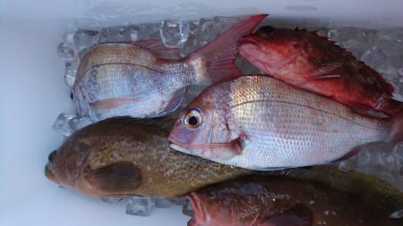 遊漁船110番 釣果