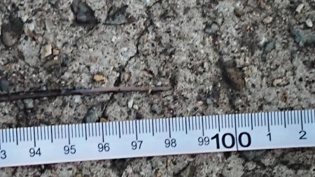 メートル超えならず