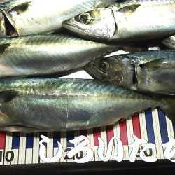 大サバ、爆釣モード突入か?