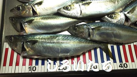 大サバ、爆釣モード突入か?