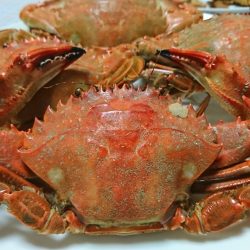 【若松】カニ調査