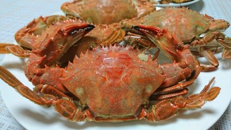 【若松】カニ調査