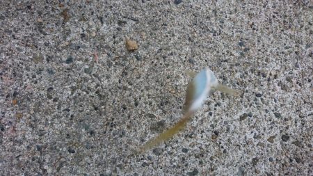 豆アジ サビキ釣り