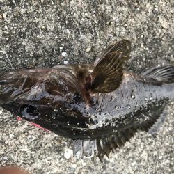 ロックフィッシュ