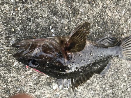 ロックフィッシュ