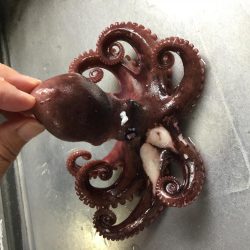 朝一番 マダコGET！