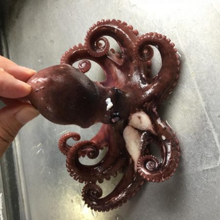 朝一番 マダコGET！