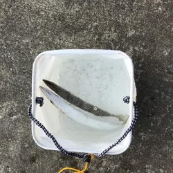 カマスの入れ食い