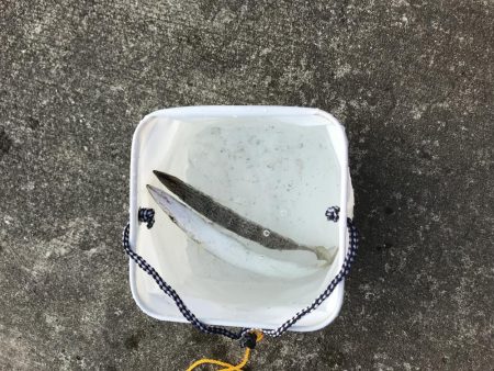 カマスの入れ食い