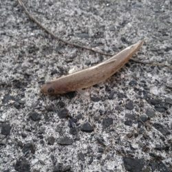 サーフでジギジギ