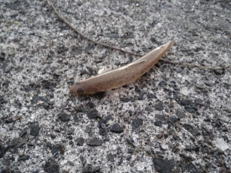 サーフでジギジギ