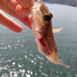 奥様のちょい投げ