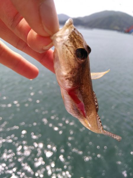 奥様のちょい投げ