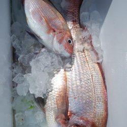 第二美丸　マダイ完全ふかせ