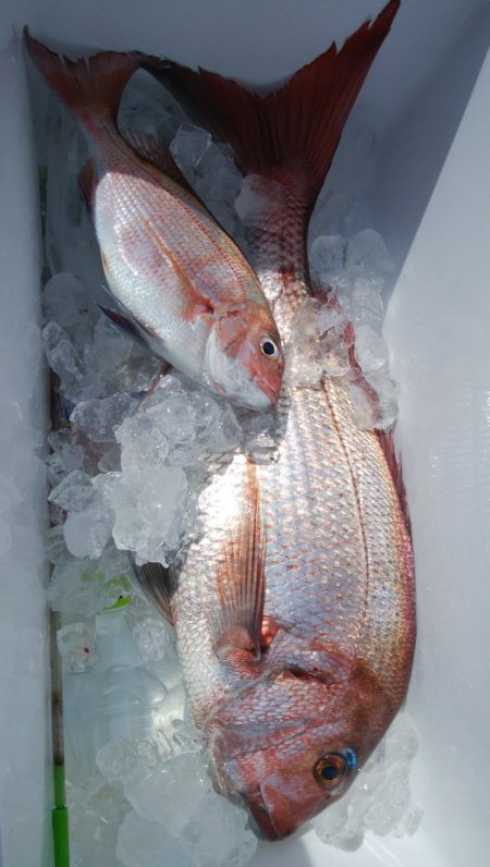 第二美丸　マダイ完全ふかせ