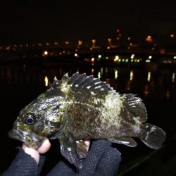 雨天後の南港フェリーヘチ釣り （小キビレ、小ガシラ、小シーバス釣果有り）