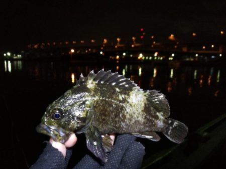 雨天後の南港フェリーヘチ釣り （小キビレ、小ガシラ、小シーバス釣果有り）
