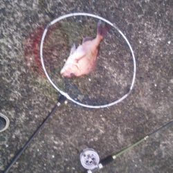 落とし込みで良サイズのマダイ2匹！