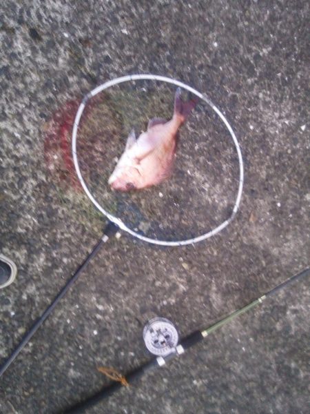 落とし込みで良サイズのマダイ2匹！