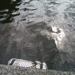 2日連続　ヘチ釣りで真鯛と47ｃｍチヌ