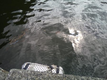 2日連続　ヘチ釣りで真鯛と47ｃｍチヌ