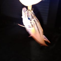 アジが釣りたくて