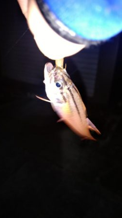 アジが釣りたくて