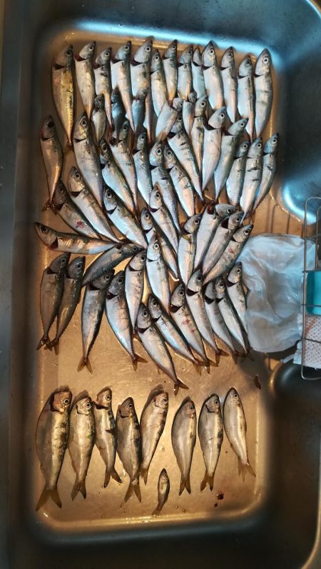 コスモスクエアにて