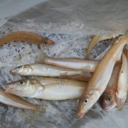 キス好調です！