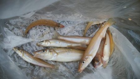 キス好調です！